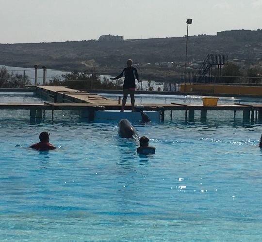 Delfinschwimmen Malta