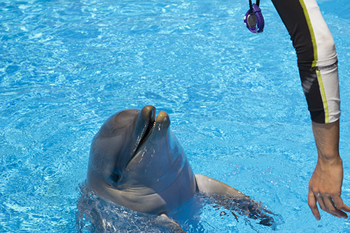 Animal Interaction: Dolphins, Sea Lions and Parrots