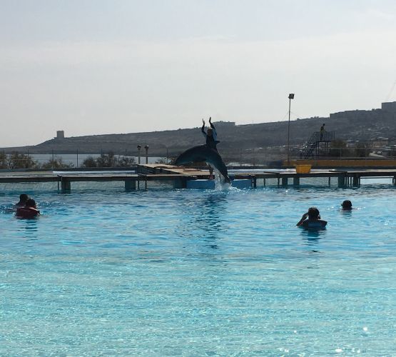 Delfinschwimmen Malta