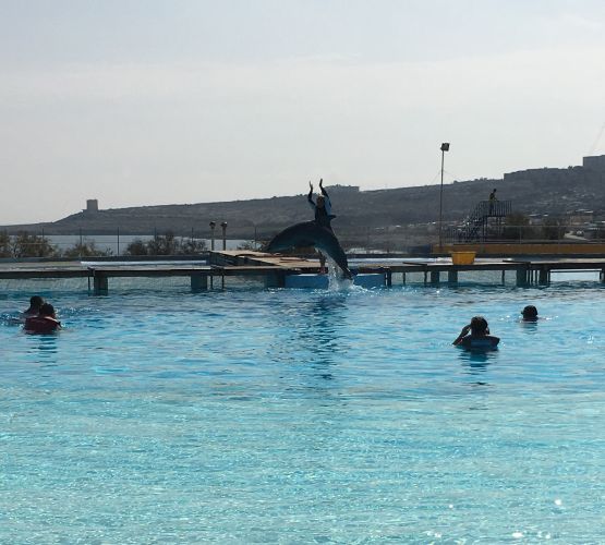 Nagez avec les dauphins