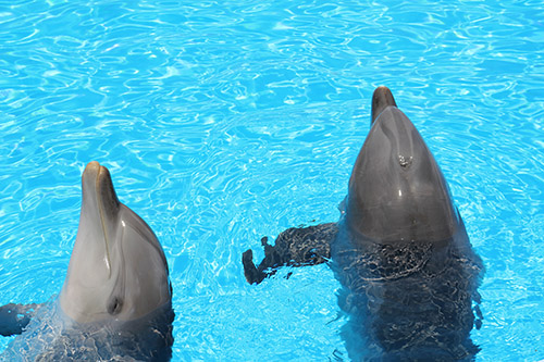 Private Delfinschwimmen in Malta