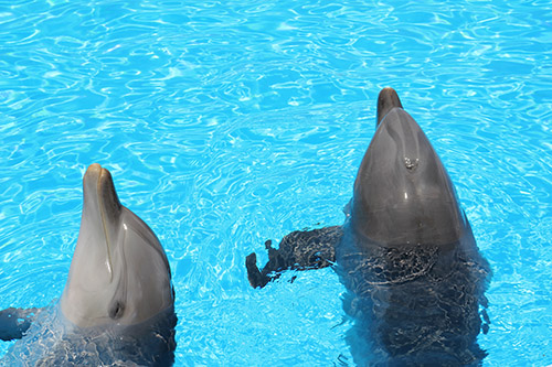 Private Dolphin Swim in Malta