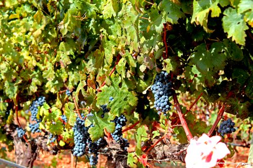 Private wine tasting in Malta