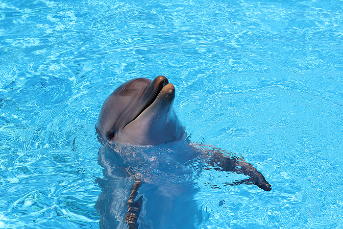 Dolphins Swimming