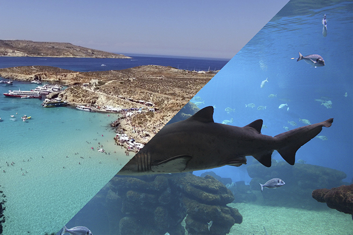 Underwater Safari & Comino Cruise